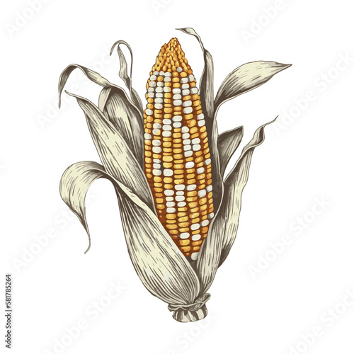 Corn, grains and cornlets. Ink sketch of maize isolated on white background. Maize hand drawn vector illustration. Retro style. Corn vintage pencil sketch. Engraving style