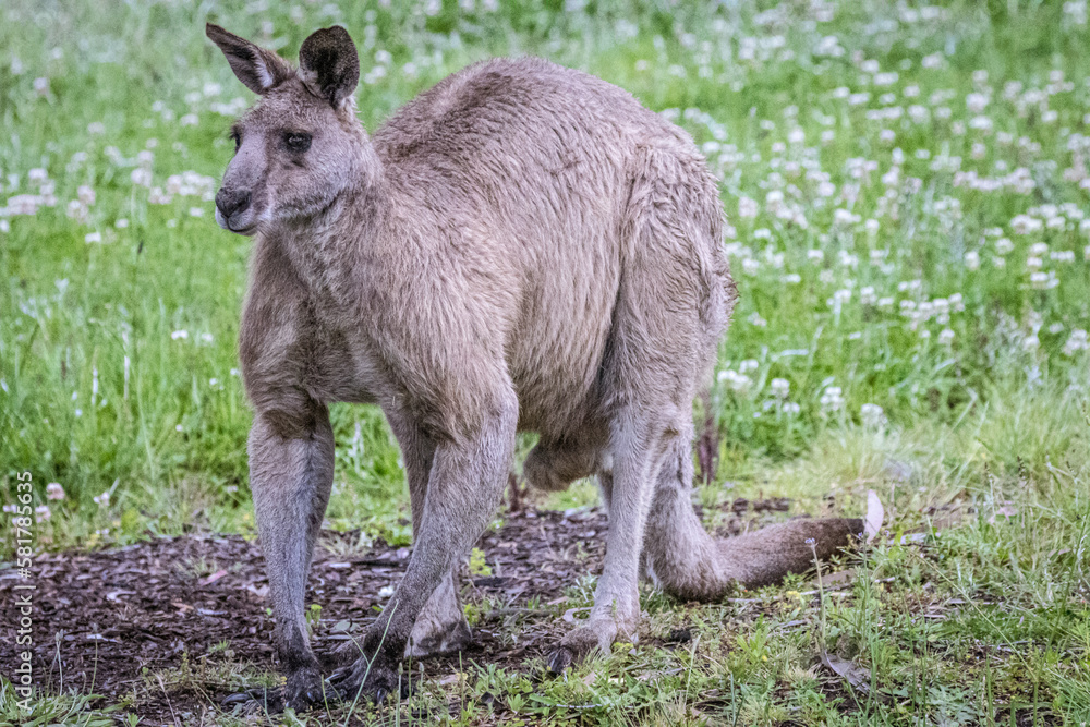 Kangaroo (Macropodidae), Australia Kangaroo (Macropodidae), Australia