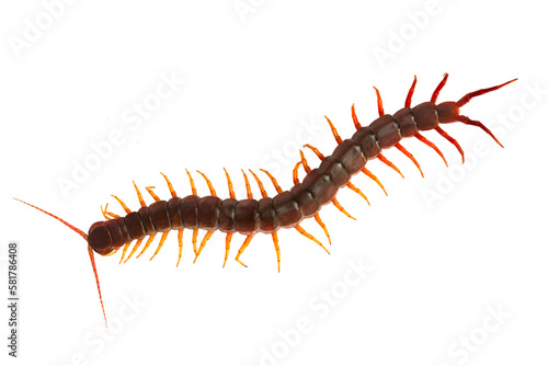 Centipede (Scolopendra sp Fototapet