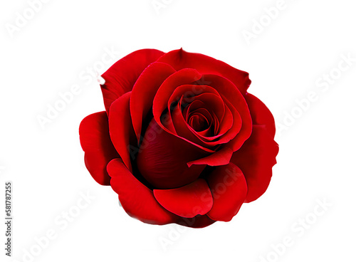Red rose isolated png white background. Ai generated
