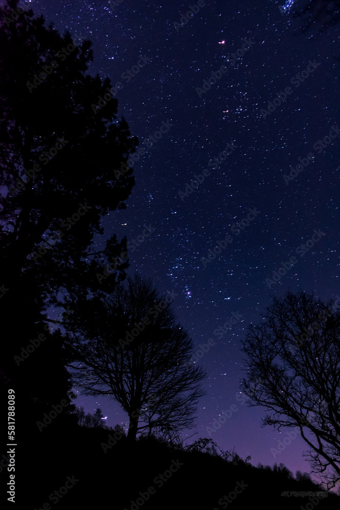 Stars and trees silhouette, night time