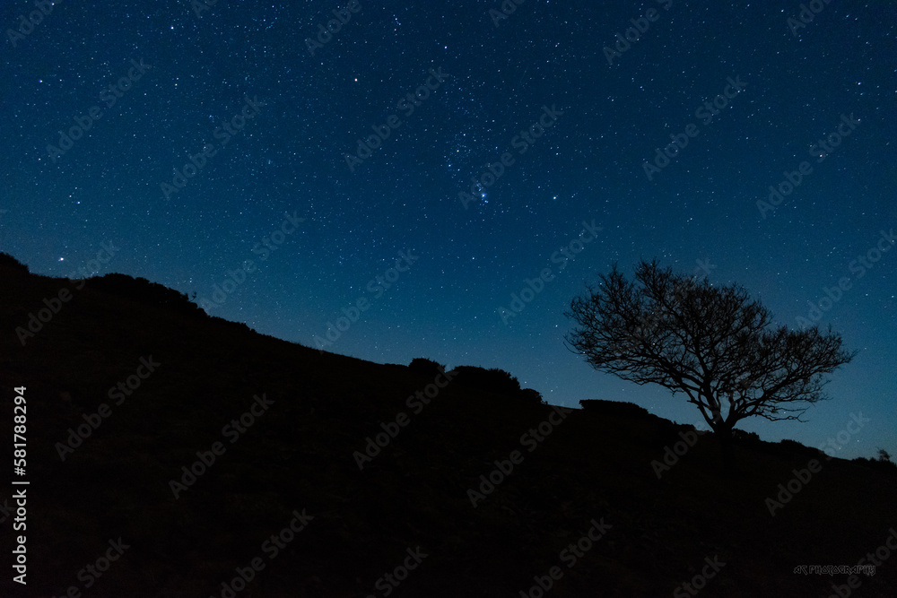 Stars and tree silhouette, night time