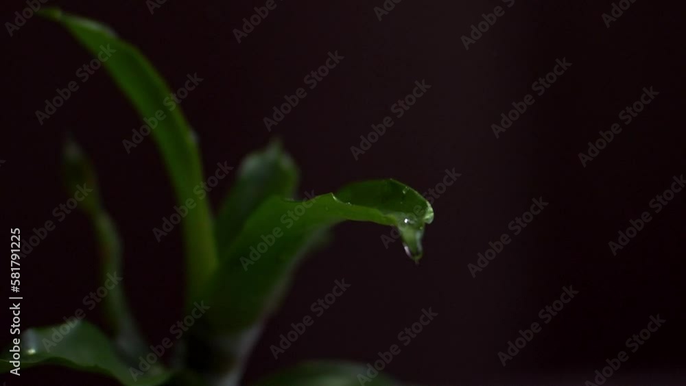 Slow motion drops of water falling on green fresh leaf. Dark background Slow motion drops of water falling on green fresh leaf. Dark background
