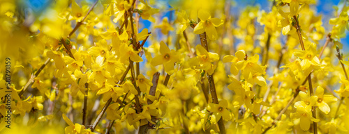 Fotografie forsythia bush blossom in spring