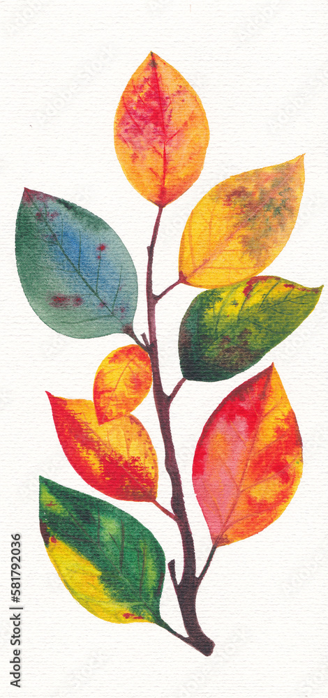 Watercolor drawing autumn twig with colorful leaves on a white background separately, freehand drawing.