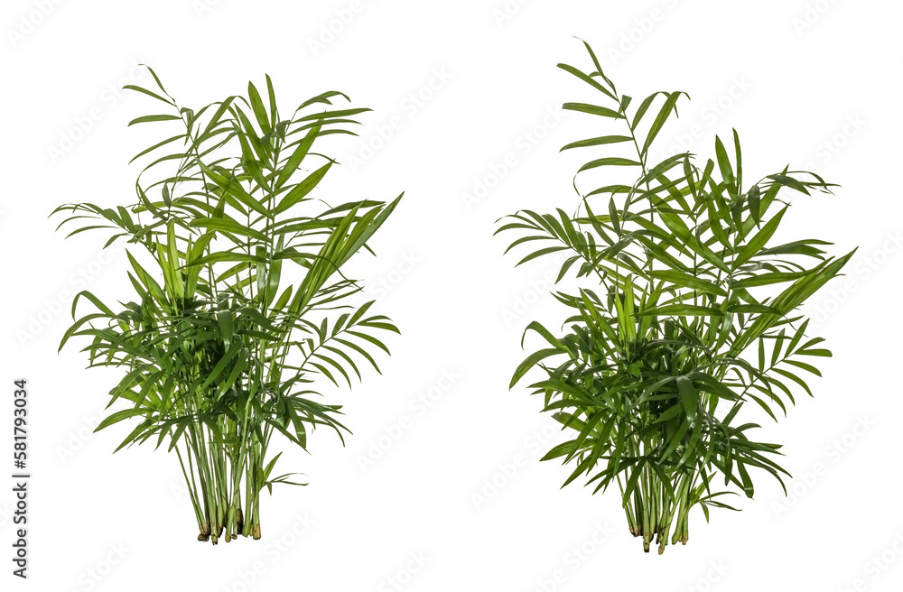 Fototapeta premium selection of green leaves of fern plant isolated on a transparent background - png - image compositing footage - alpha channel - jungle, forest, wood