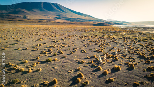 Alpacas Walk in Altiplano Plateau, Wild Animals, Llamas, Aerial View Above High Plain, Grass and Shrubs, Laguna Colorada, Bolivia