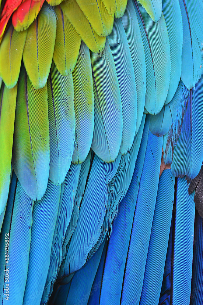 Fototapeta premium Macaw feathers