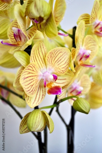 Orchid