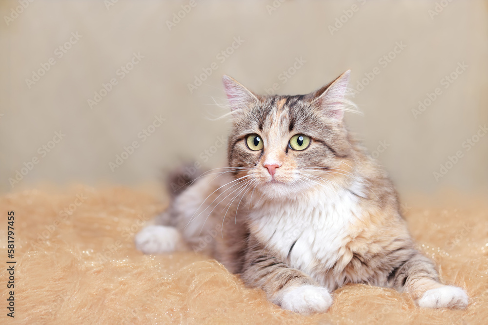 Cat is lying on a beautiful yellow background. Place for text. Cat rests on a orange blanket. Kitten posing for the camera. Kitten with big green eyes close-up. Pet. Beautiful Kitten. Without people