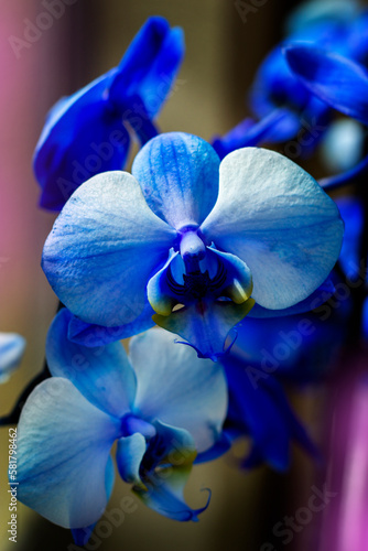 Beautiful blue orchid with yellow parts vertical 