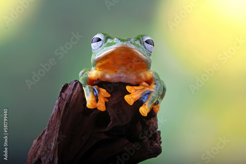 Rhacophorus reinwardtii, flying tree frog on the branch