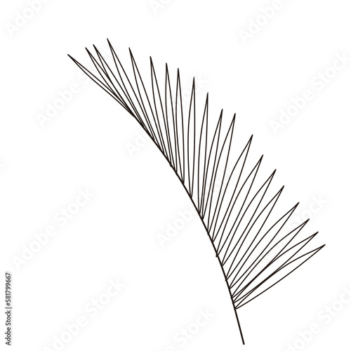 Hand draw tropical leaf