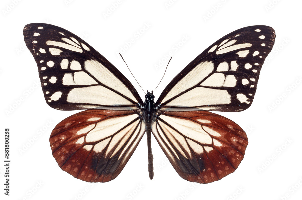 Fototapeta premium Beautiful butterfly
