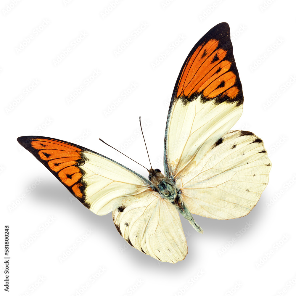 Obraz premium white and orange butterfly