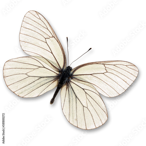 white butterfly