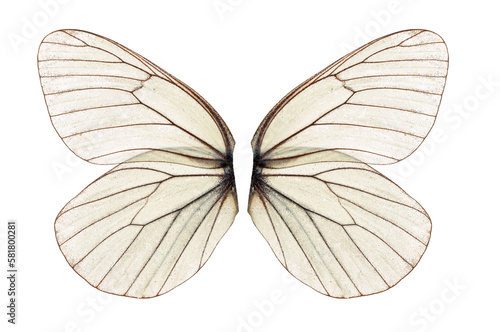 white butterfly wing