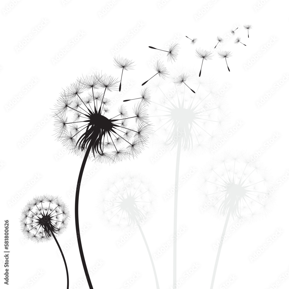 custom made wallpaper toronto digitalVector illustration dandelion time. Black Dandelion seeds blowing in the wind. The wind inflates a dandelion isolated on white background.