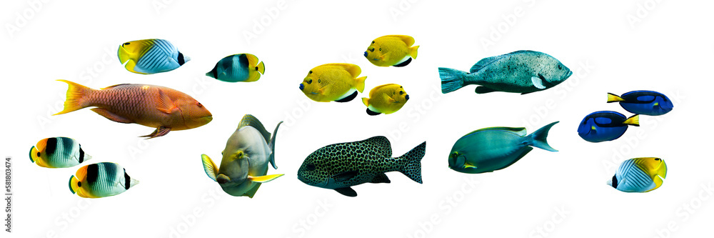 Collection set of colorful tropical fishes isolated on transparent panoramic background, fish header, png web banner - obrazy, fototapety, plakaty 