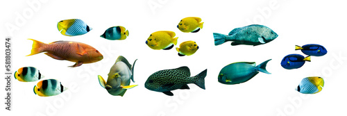 Collection set of colorful tropical fishes isolated on transparent panoramic background, fish header, png web banner