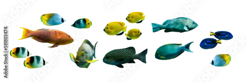 Panel kuchenny z motywem Collection set of colorful tropical fishes isolated on transparent panoramic background, fish header, png web banner