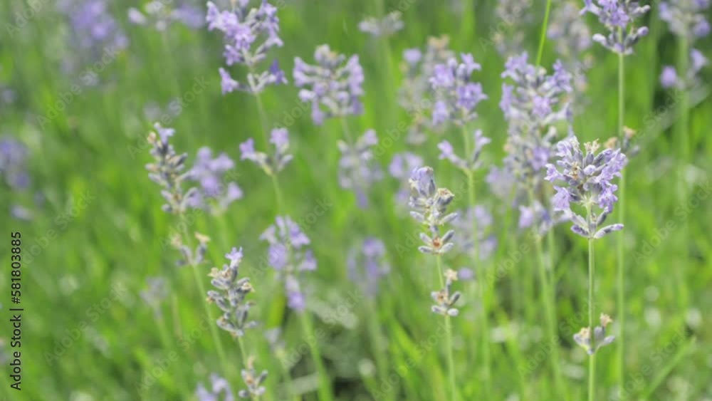 Close-up beautiful blooming Lavender Flowers swaying in the wind in a garden. Honey bee working on Lavender Flowers. Blooming Violet Fragrant Flowers. Slow motion. Nature Background. Close-up beautiful blooming Lavender Flowers swaying in the wind in a garden. Honey bee working on Lavender Flowers. Blooming Violet Fragrant Flowers. Slow motion. Nature Background.