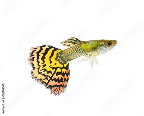 guppy fish on transparent png.