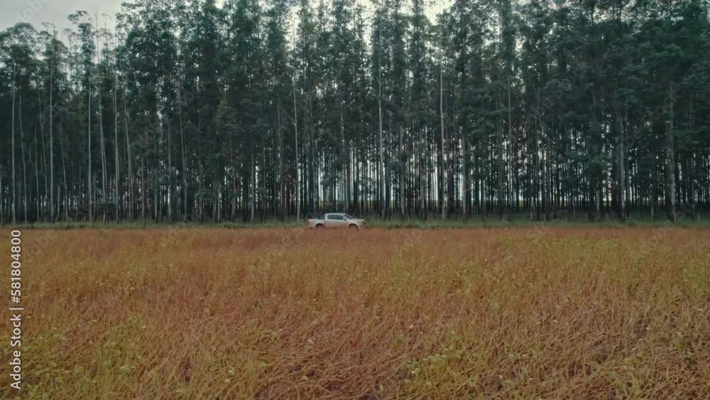 Farmer driving pickup truck in soy farm