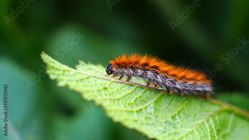 Close-up caterpillar on leaf in nature © Birol Dincer 