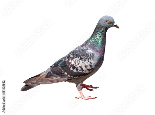 full body of standing pigeon bird isolate on transparent background, PNG file.