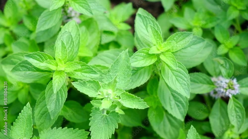 Lemon balm and Mint growing abundant in a garden bed. Mentha Fresh leaves background Closeup Top view. Plant Organic Ingredient for lemonade, mojito. Herbs for brewing beautiful aromatic medicinal tea Lemon balm and Mint growing abundant in a garden bed. Mentha Fresh leaves background Closeup Top view. Plant Organic Ingredient for lemonade, mojito. Herbs for brewing beautiful aromatic medicinal tea