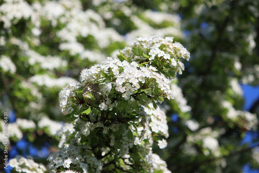 Hawthorn tree blossoms in Europe Hawthorn tree blossoms in Europe