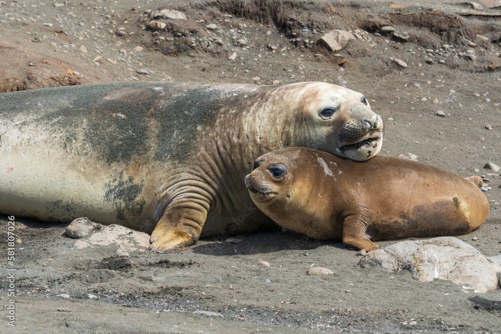 Fototapeta premium Elefant seals on the beach