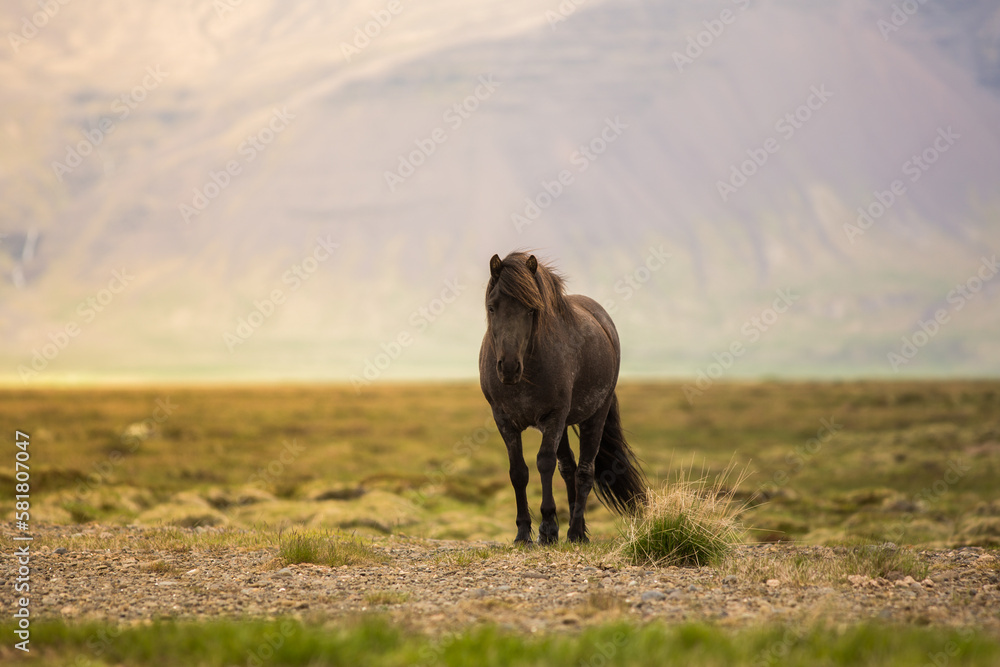 Horse during amazing sunset in Iceland with beautiful view 