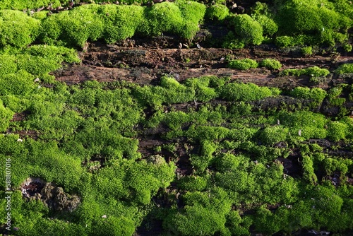 Natural background - green moss