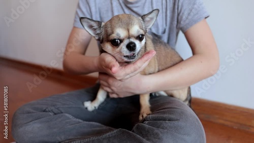 Wallpaper Mural a child boy feeds a chihuahua dog with his hands. Goodies and treats for dogs. taking care of the dog Torontodigital.ca