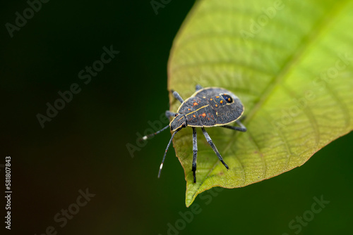 Dolycoris baccarum Linnaeus,  sloe bug © zhengzaishanchu
