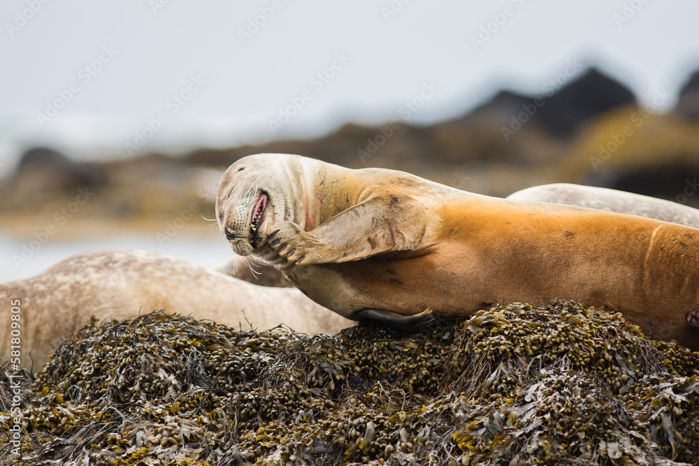 Hair, harbor seals,play and make show, amazing cute, sweet animals, close up view near a sea in Iceland- unbelievable country
