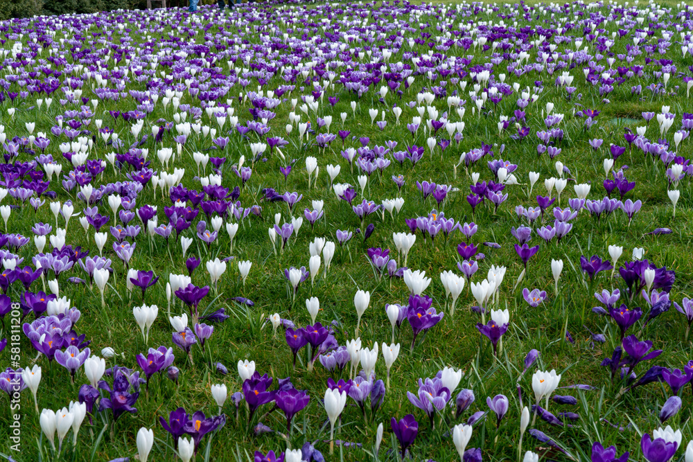 A beautiful carpet of purple and white crocuses growing on green lawn in spring time in England A beautiful carpet of purple and white crocuses growing on green lawn in spring time in England