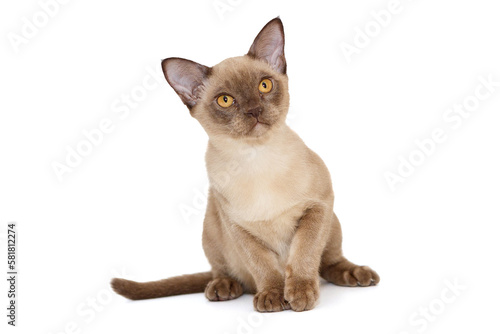 Young kitten of the European Burmese sits © Okssi
