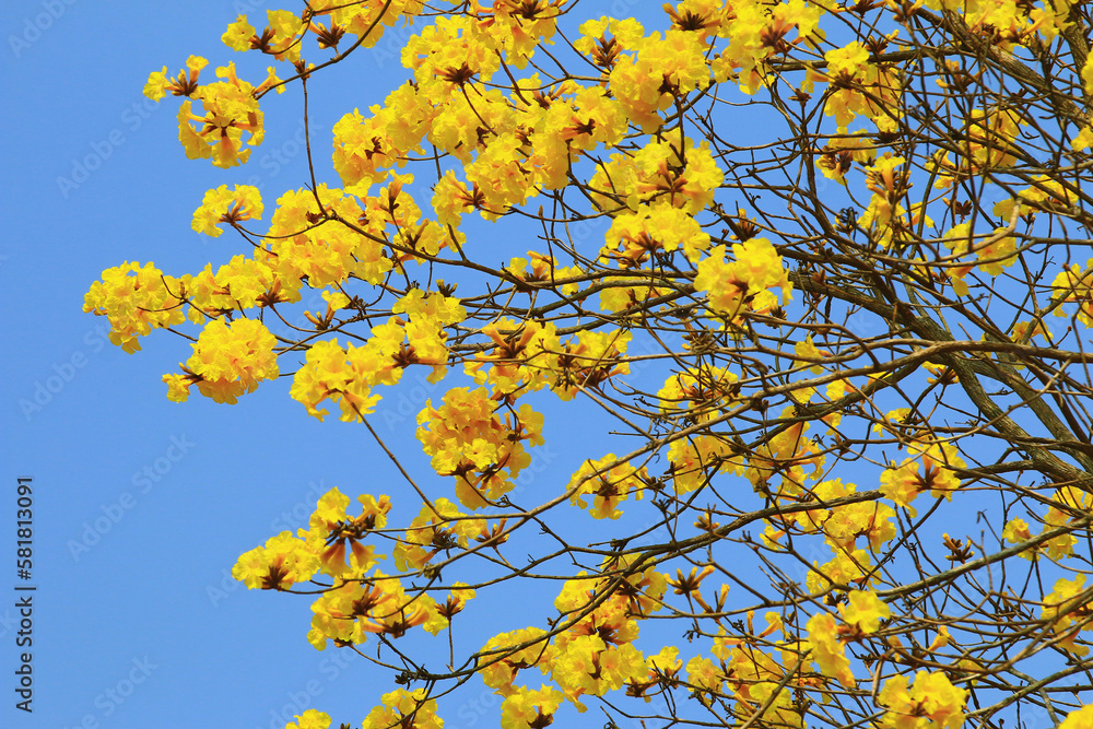 blooming flowers of the Golden Trumpet-Tree with blue sky background,close-up of yellow flowers blooming on the branches in a sunny day
blooming flowers of the Golden Trumpet-Tree with blue sky background,close-up of yellow flowers blooming on the branches in a sunny day