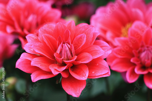 blooming Dahlia flowers with raindrops,close-up of red Dahlia flowers blooming in the garden 