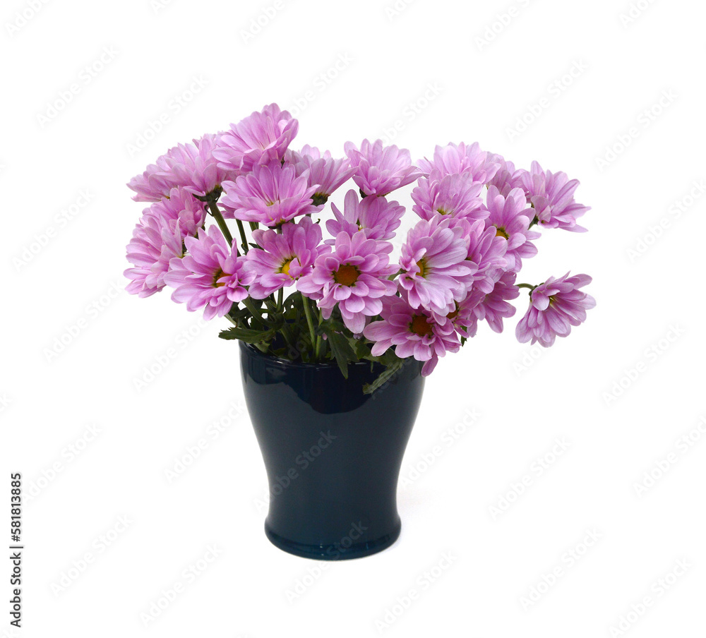 Chrysanthemum flower on a white background 