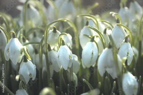 Przebiśniegi, śnieżyce - kwiaty zwiastujące wiosnę, dużo białych kwiatów