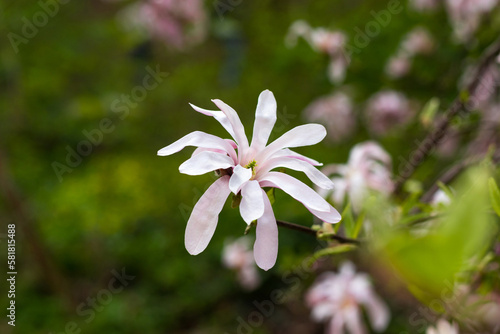 Beautiful blooming pink and white star magnolia tree on spring day. Magnolia stellata flower. Flowering tree in garden