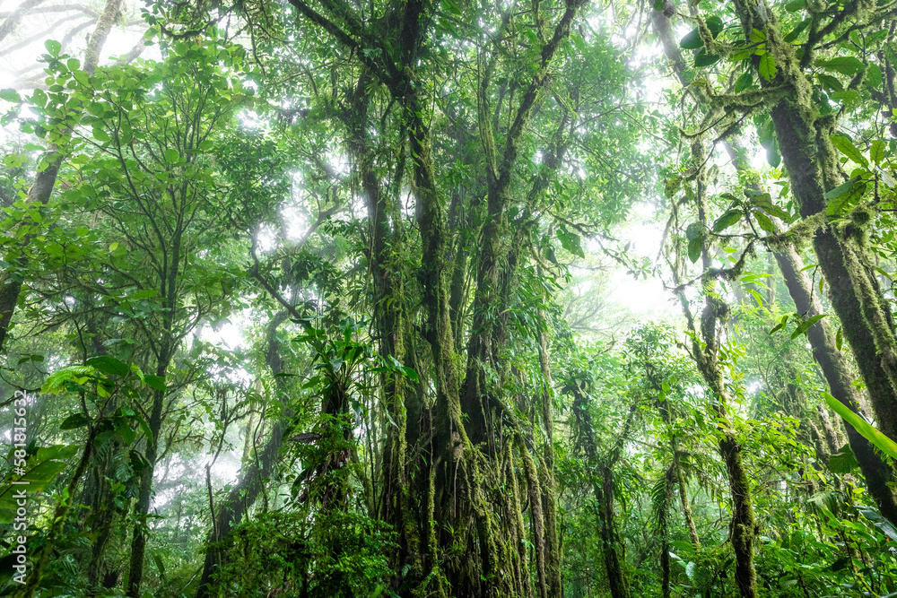 Cloud Forest in Costa Rica with large tree in the middle of frame. Cloud Forest in Costa Rica with large tree in the middle of frame.