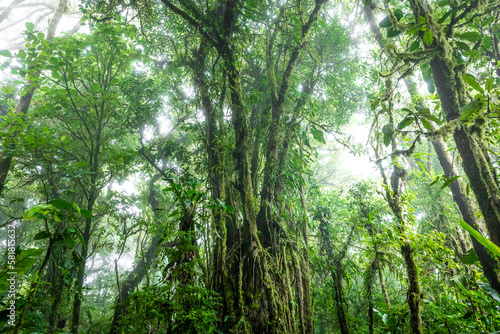 Cloud Forest in Costa Rica with large tree in the middle of frame.