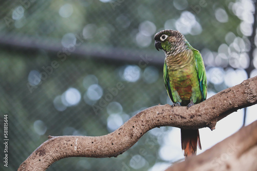 Green-cheeked conure on a tree branch photo