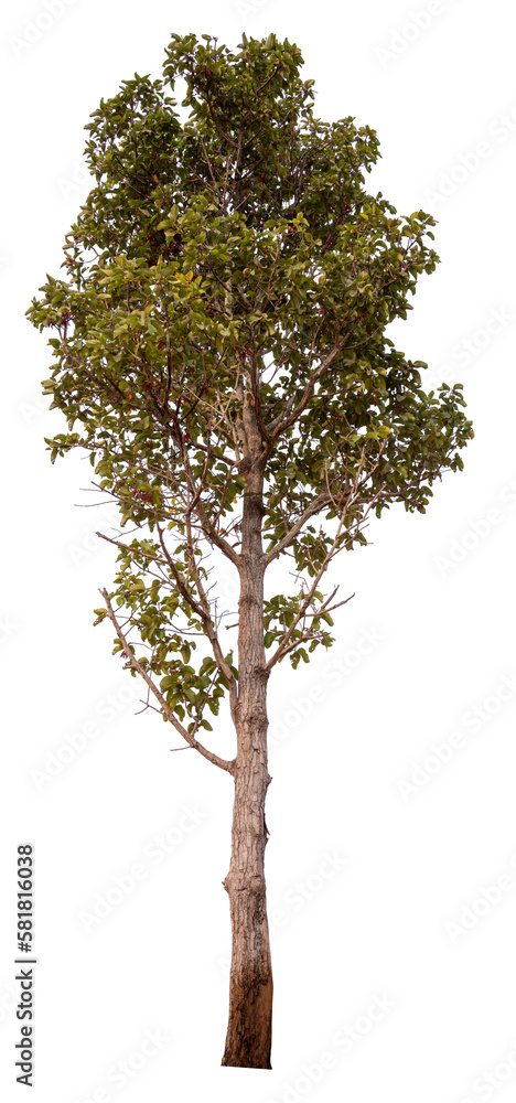 Fototapeta premium PNG tree transparent background, hight qaulity real tree soft light shooting
