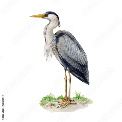 Photo Heron standing on the ground watercolor illustration